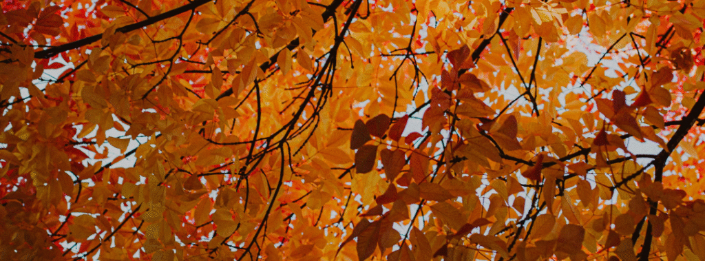 Golden fall leaves on tree branches, seasonal backdrop for fall branding tips.
